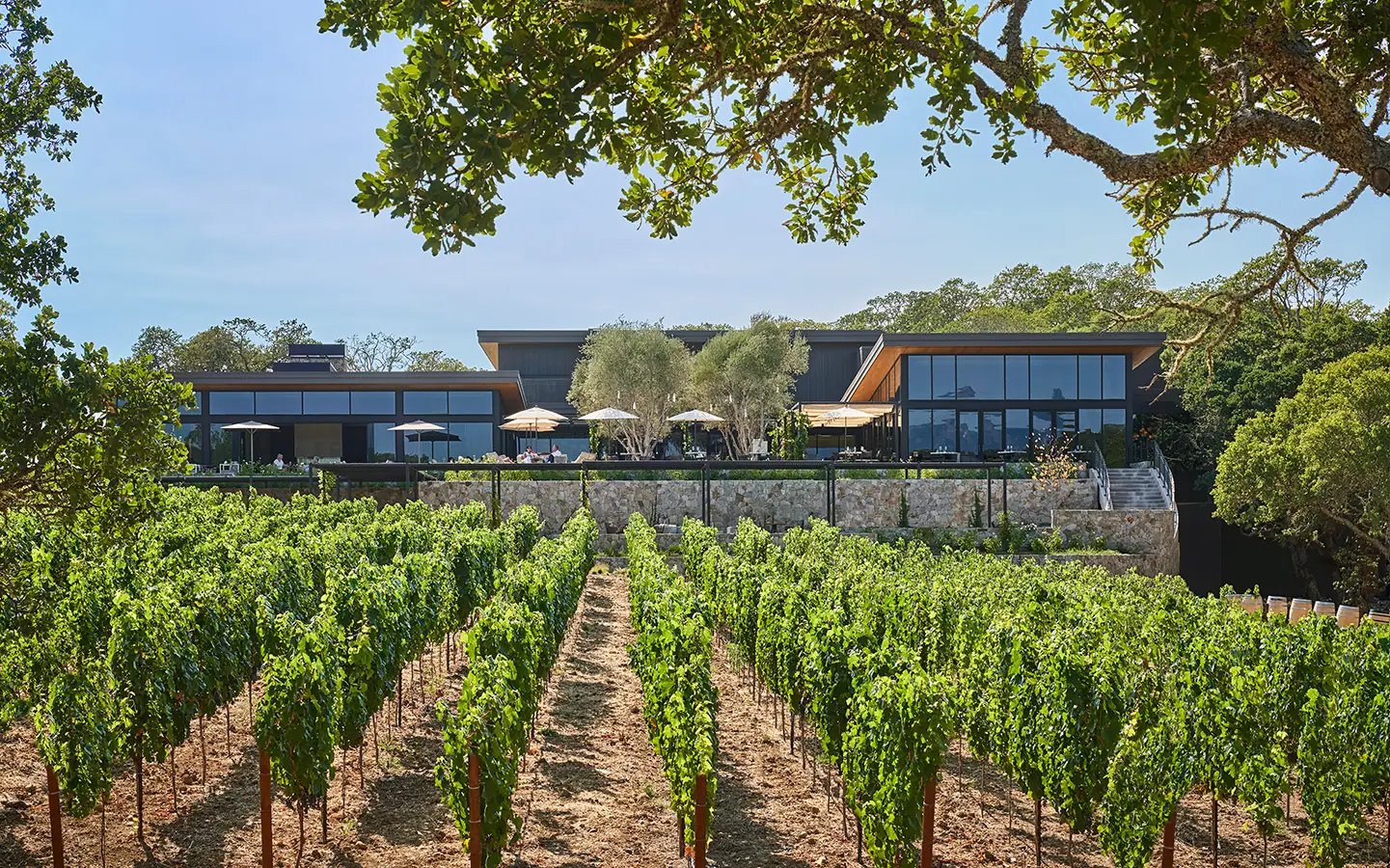 Montage Healdsburg vineyards
