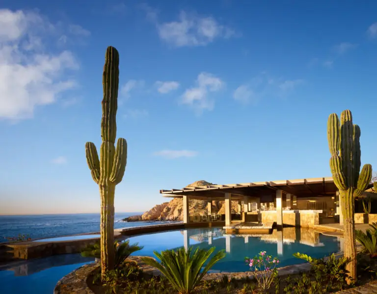 A cactus near the pool at luxury resort, Montage Los Cabos.