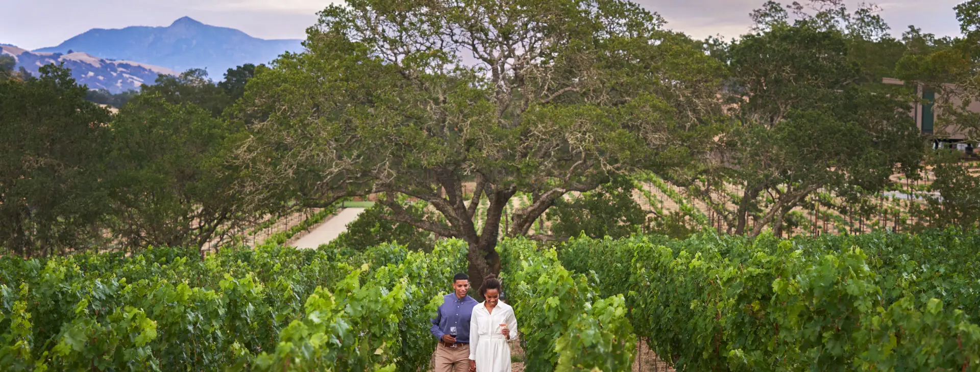 A couple walking through the vineyards at sunset at Montage Healdsburg.