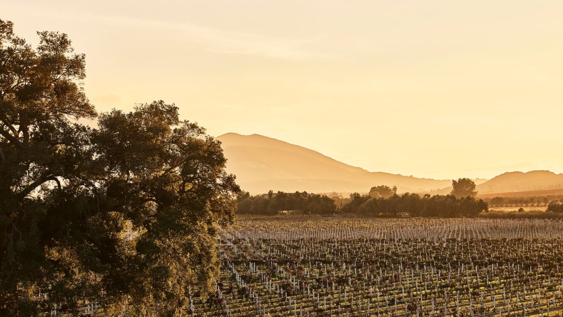 Destination of Valle de Guadalupe, at sunset