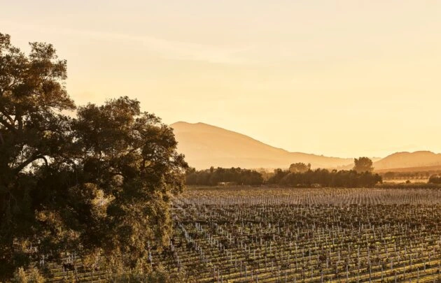 Destination of Valle de Guadalupe, at sunset