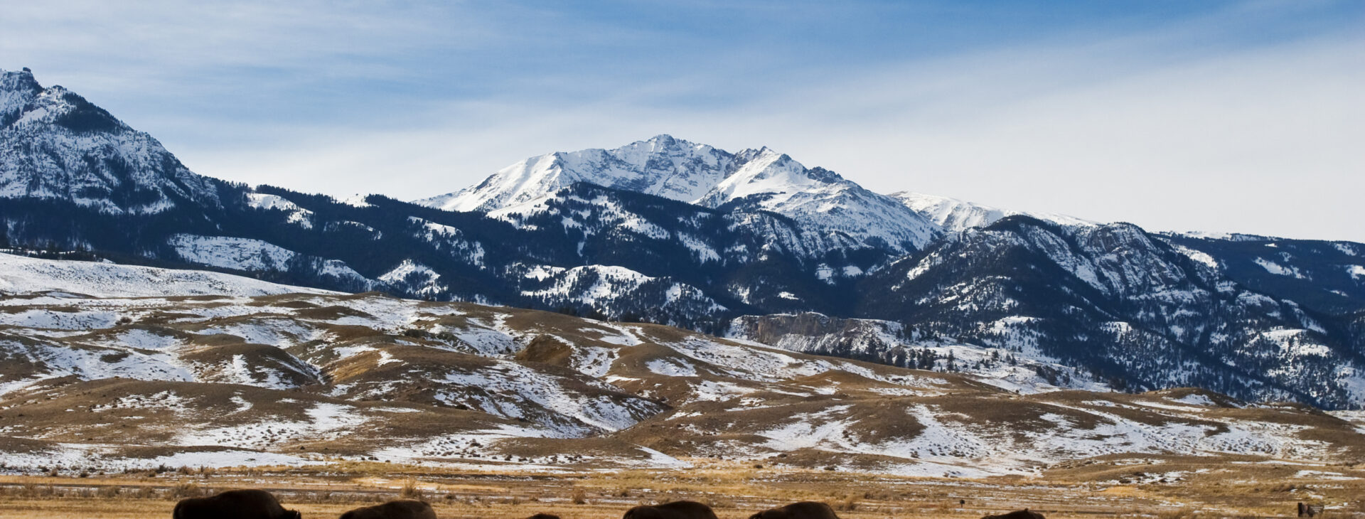 Bison (or Buffalo) migrate out of Yellowstone National Park in winter