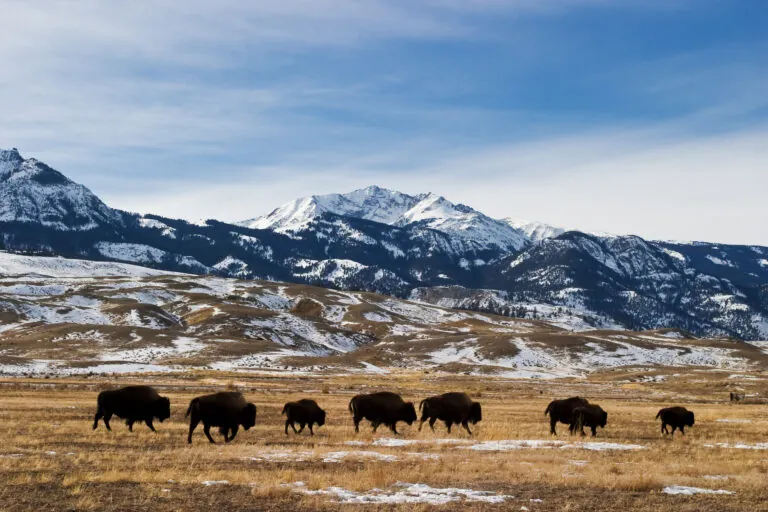 Bison (or Buffalo) migrate out of Yellowstone National Park in winter