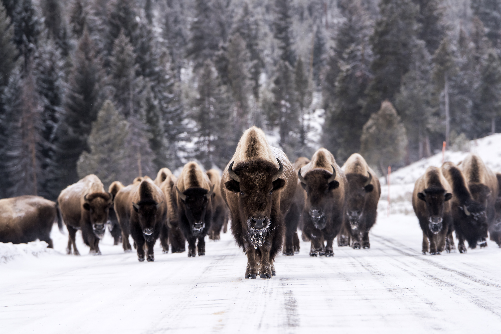 Plains bison in snow