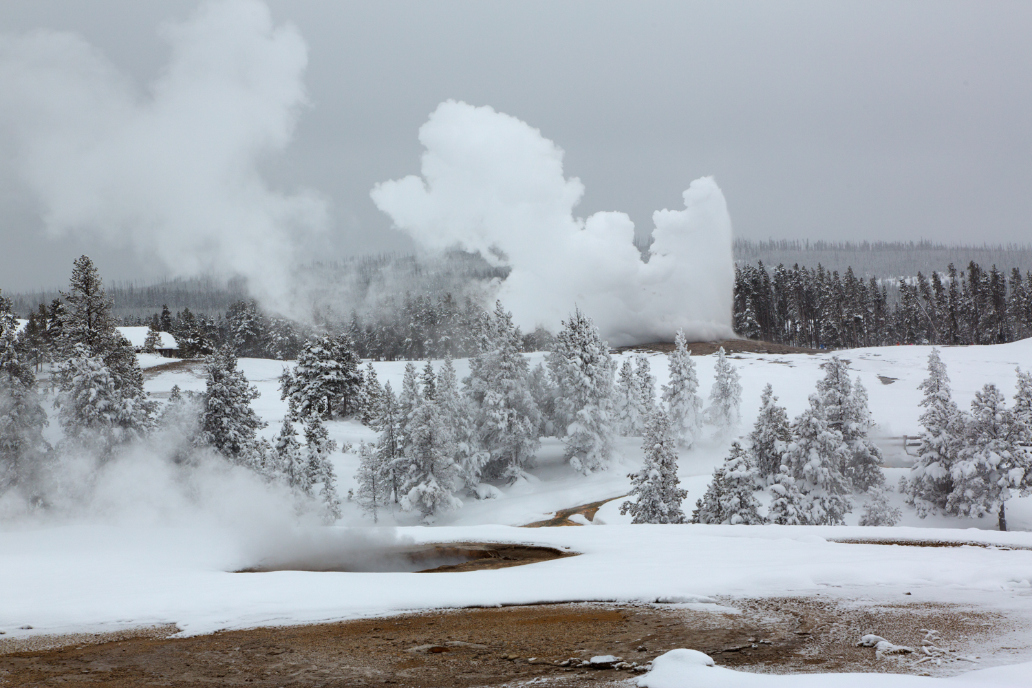 Old Faithful geyser erupts with a cloud of steam on a snowy winter day at Yellowstone