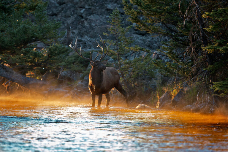 Morning elk, Yellowstone National Park, Wyoming, USA