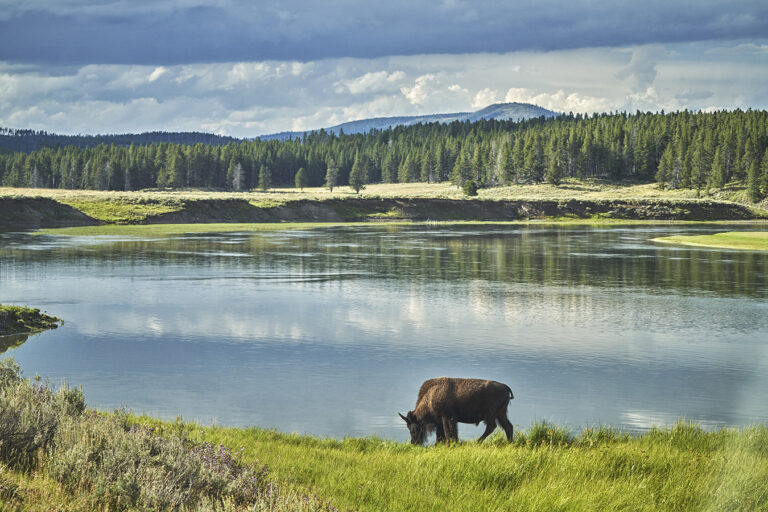 A buffalo in the Big Sky mountains next to a body of water