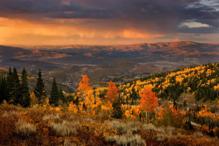 Autumn Leaves in Deer Valley, Utah