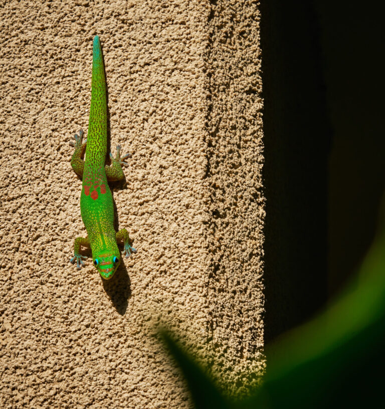 Lizard