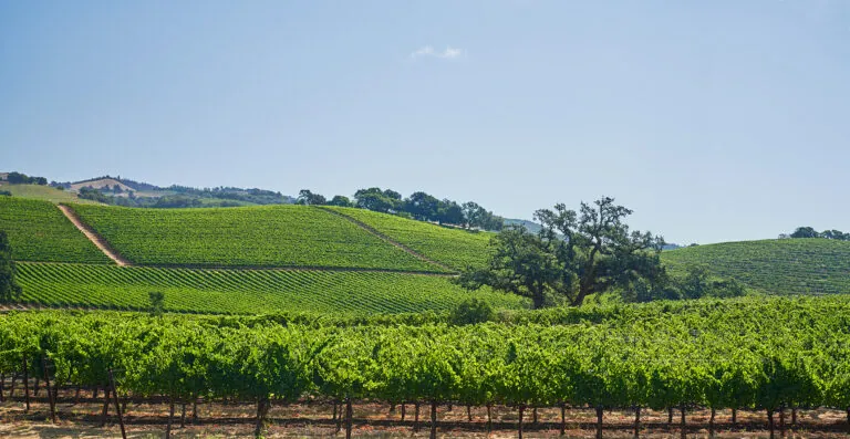 Sonoma county vineyards