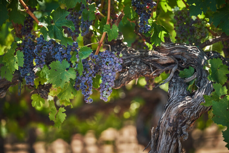 Wine vines at Monatge Healdsburg