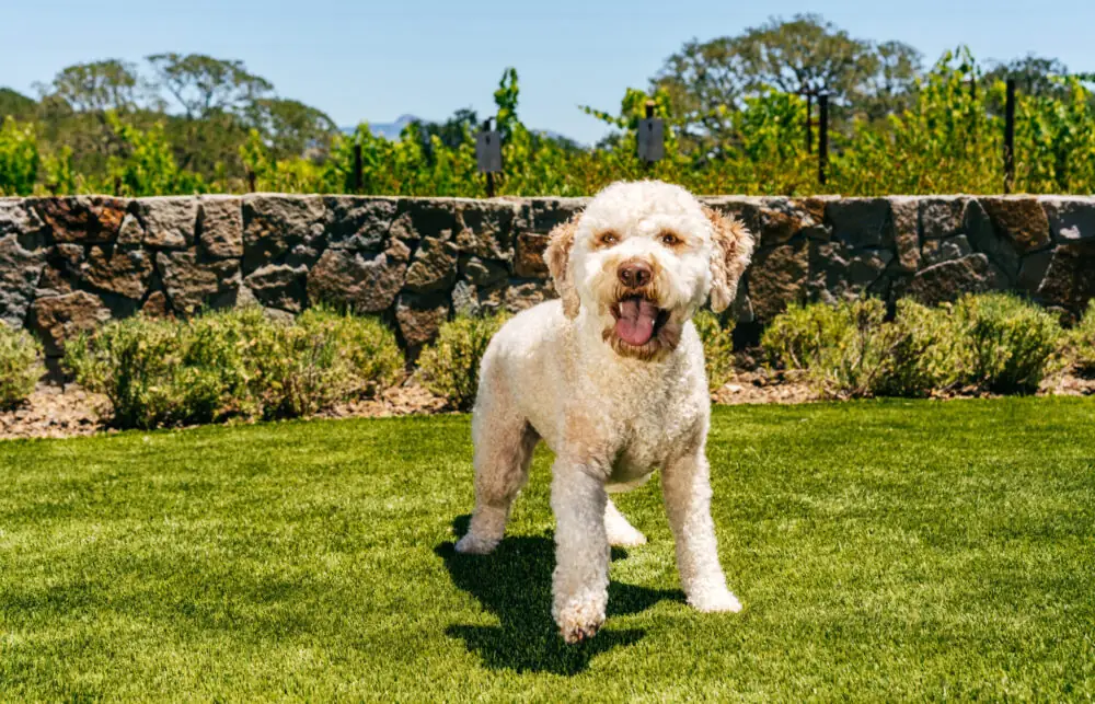 A dog at Montage Healdsburg