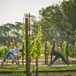 Women doing yoga outside in napa wine country vineyards at Montage Healdsburg