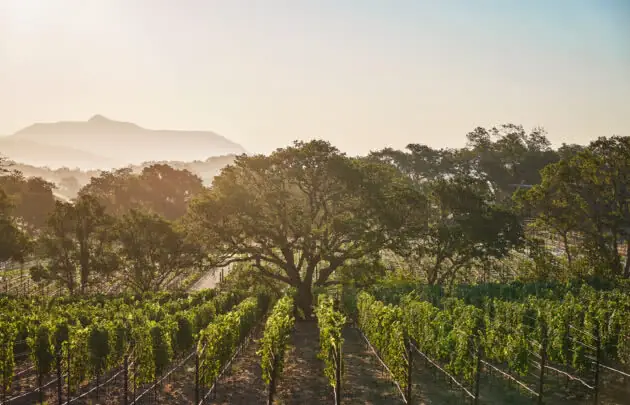 Vineyard at Montage Healdsburg