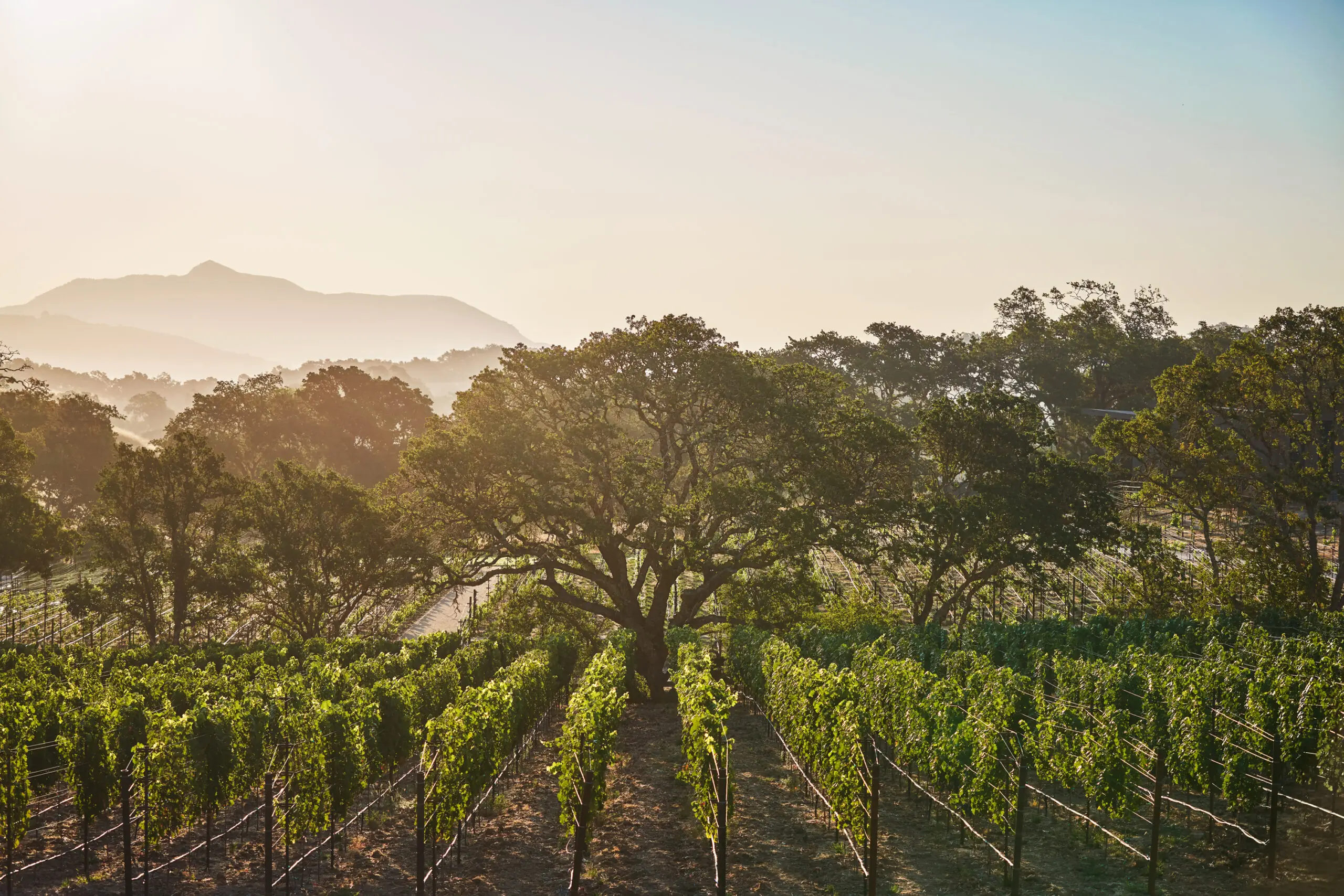 Vineyard at Montage Healdsburg