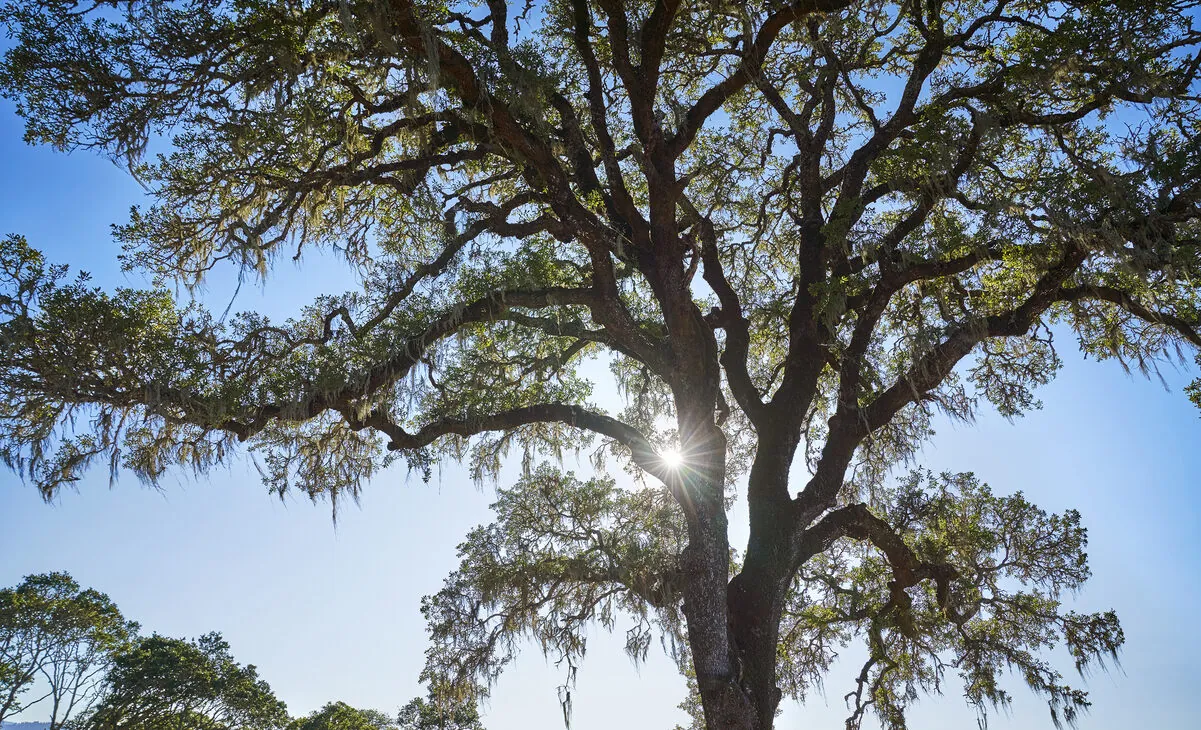 Oak Tree at Montage Healdsburg