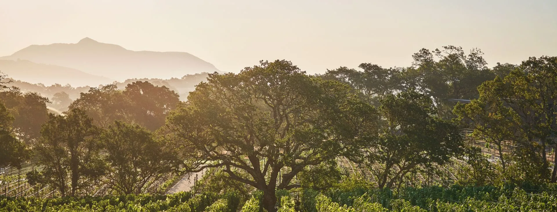 A vineyard with trees and mountains in the background.