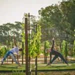 Two woman doing yoga in the vineyard at Montage Healdsburg
