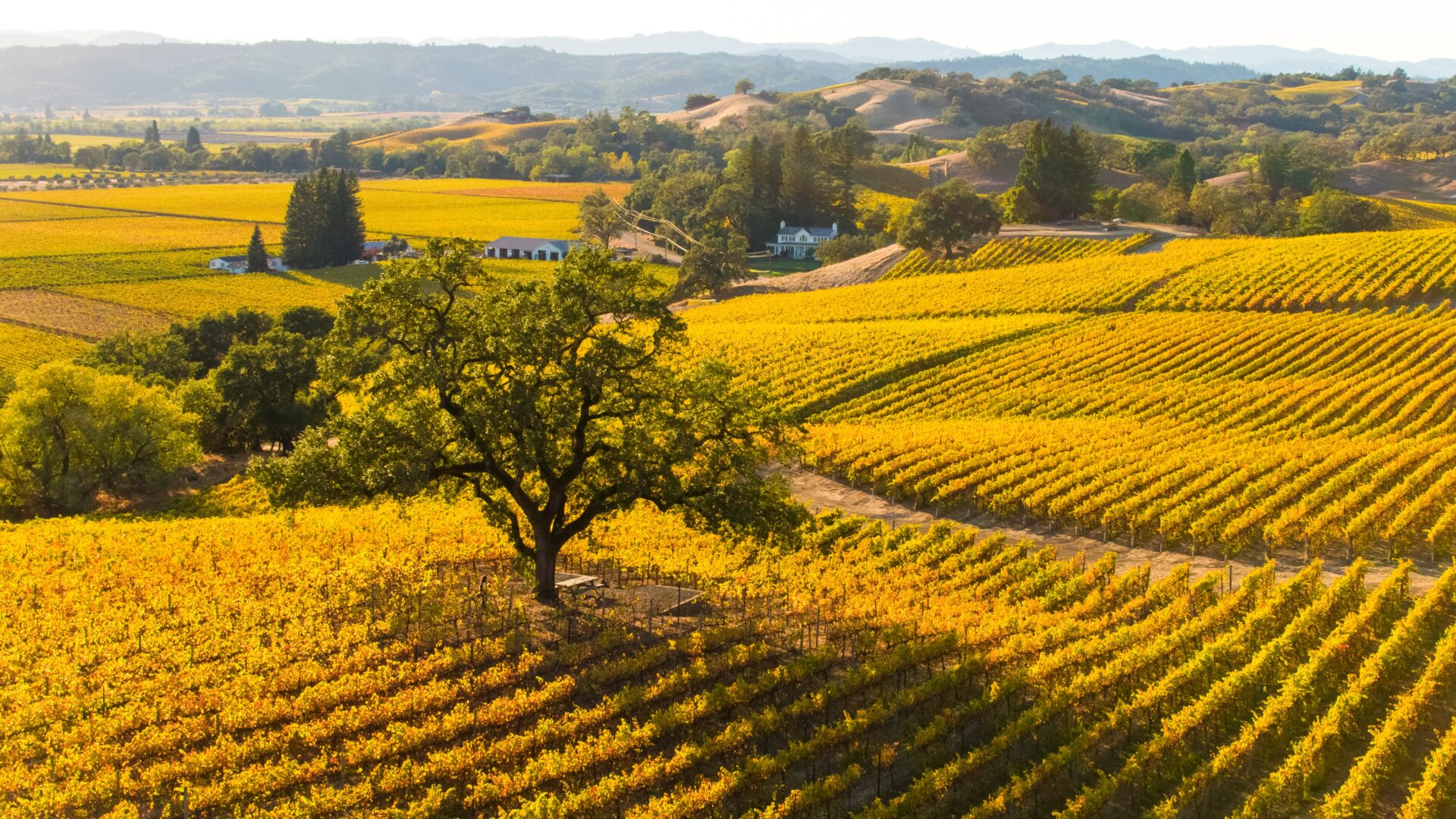 Robert Young Winery in the fall