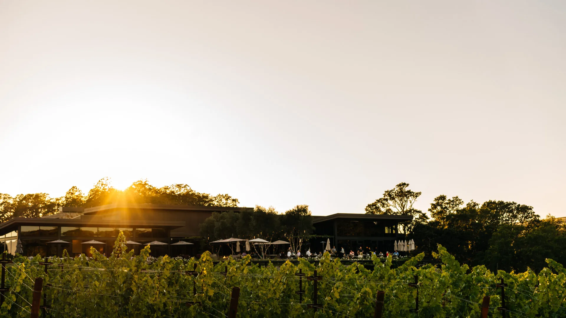 Vineyards and sun setting behind the resort's main building.