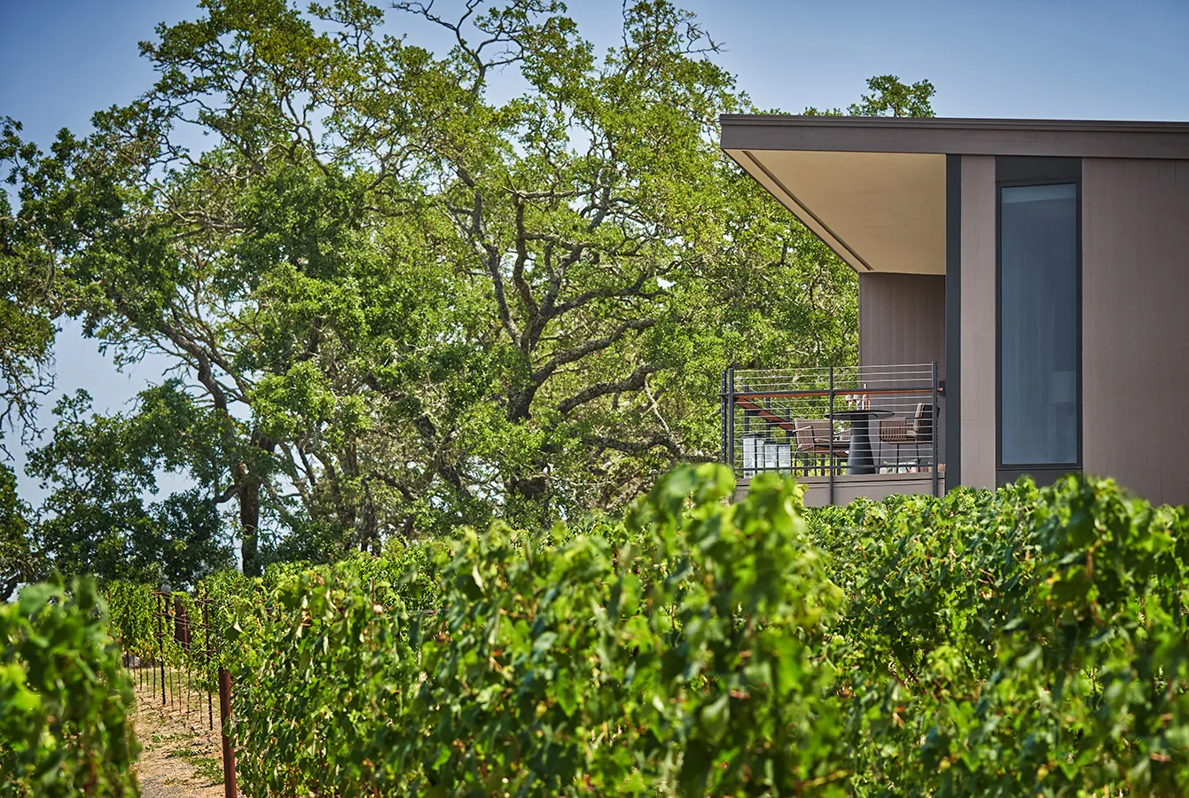 The vineyard at Montage Healdsburg