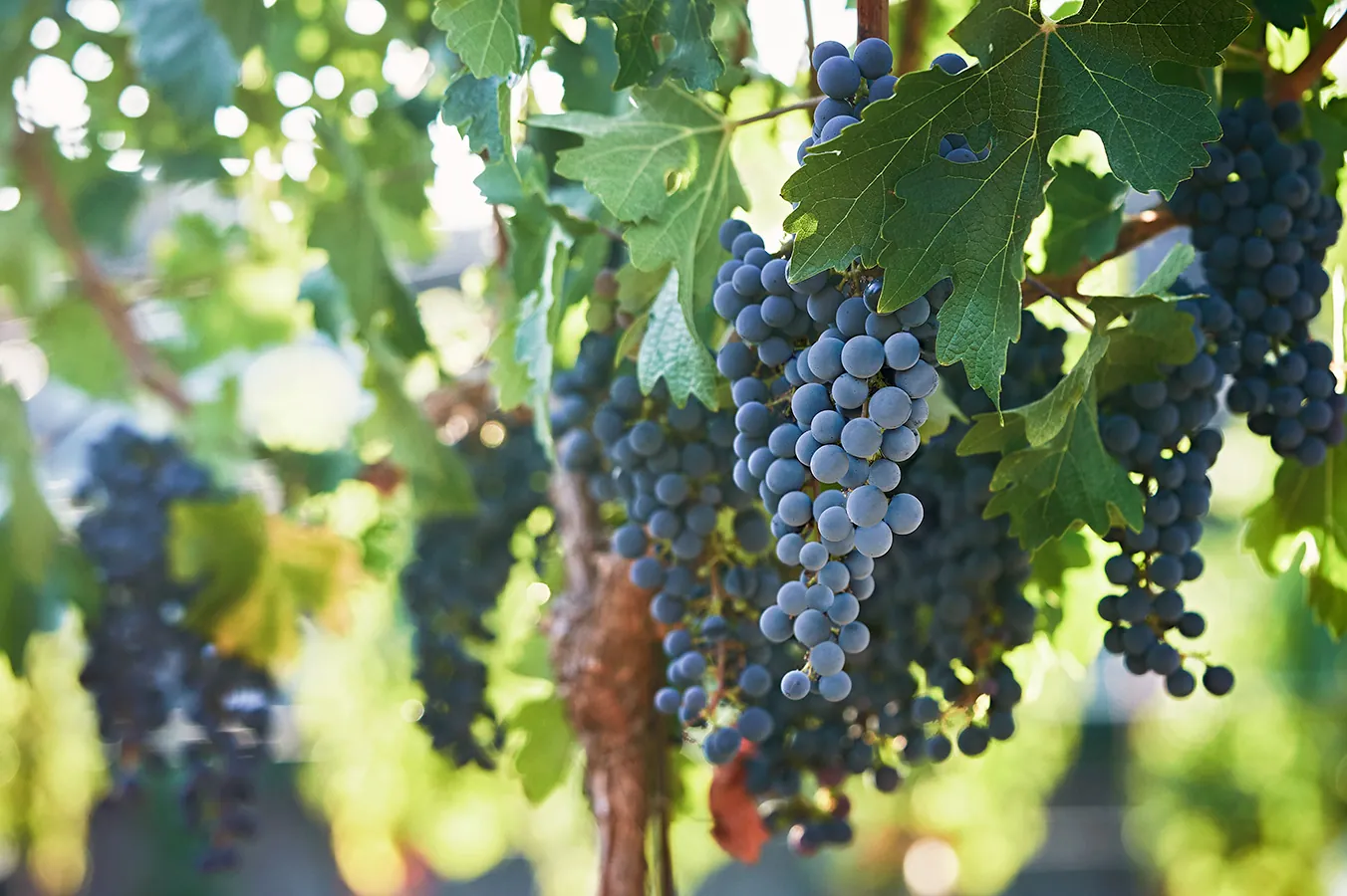 The vineyard at Montage Healdsburg