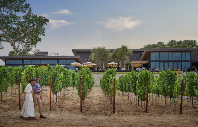 Couple walking through a vineyard with glasses of wine