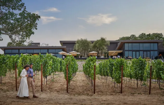 Couple walking through a vineyard with glasses of wine