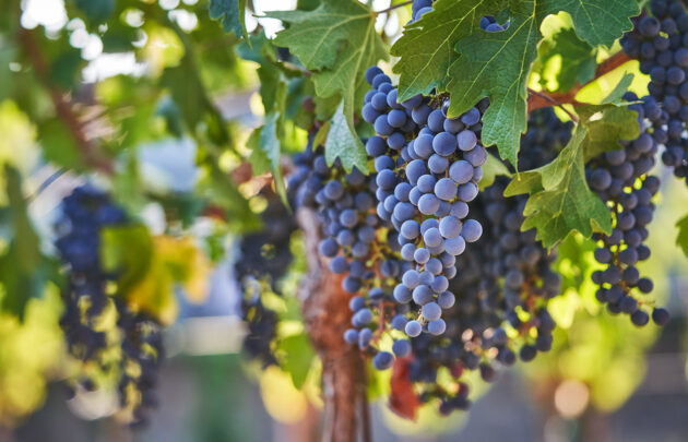Close-up of ripe purple grapes hanging on a vine