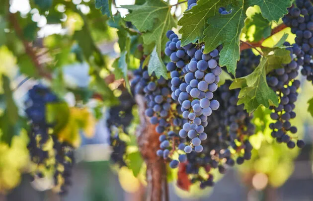 Close-up of ripe purple grapes hanging on a vine