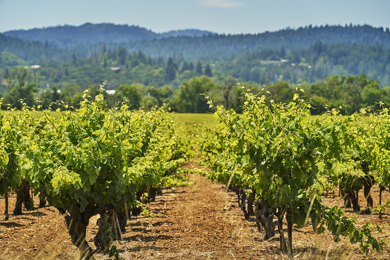 The wine vineyards at Montage Healdsburg