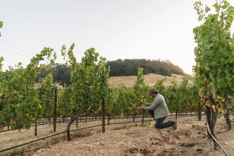 Harvest at Montage Healdsburg.