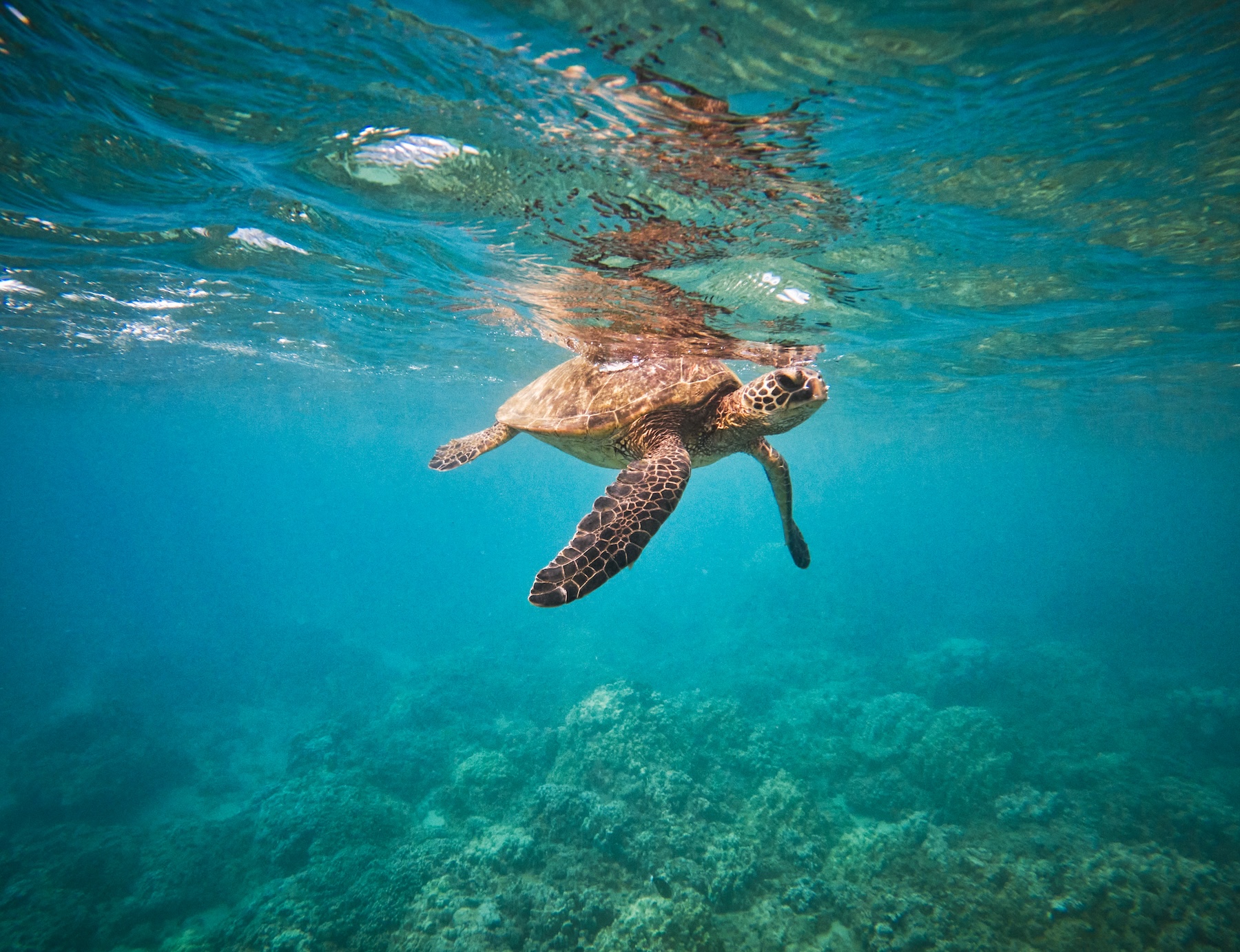 Turtle in bay in Kapalua