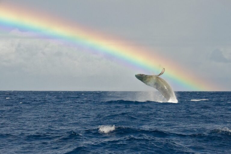 Humpback Whale Rainbow Breach