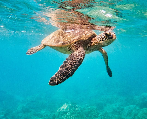Sea turtle swimming underwater