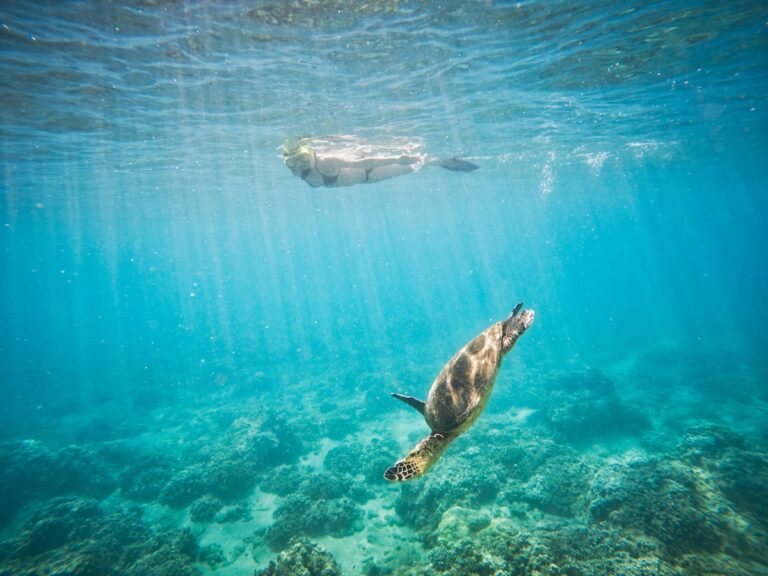turtle under water