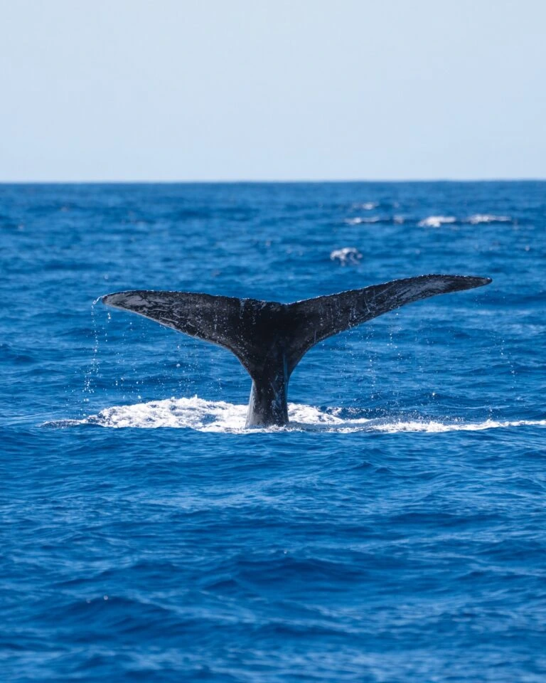 A whale tale sticking out of the ocean