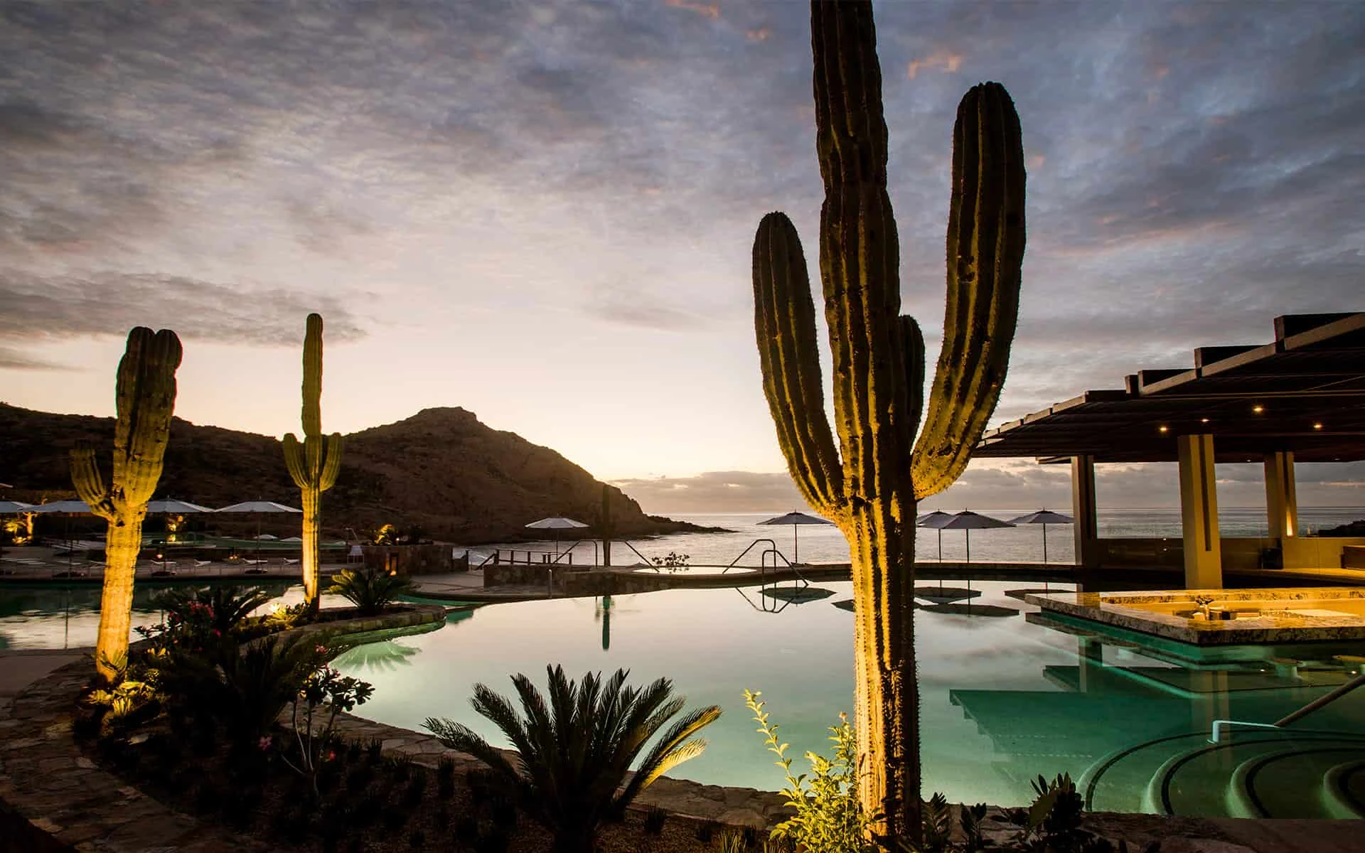 Saguaro al atardecer