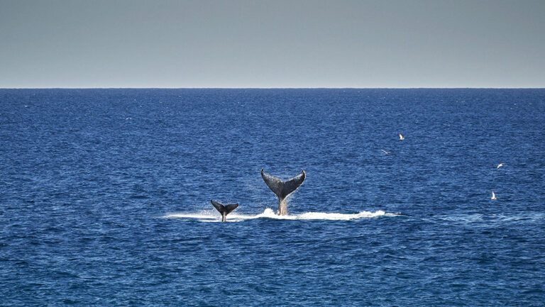 Whale Watching at Montage Los Cabos