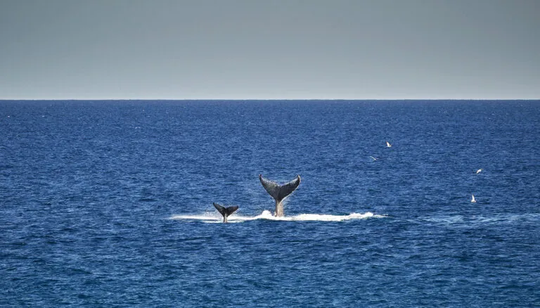 Whales in the ocean