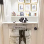 Canine Ambassador maggie