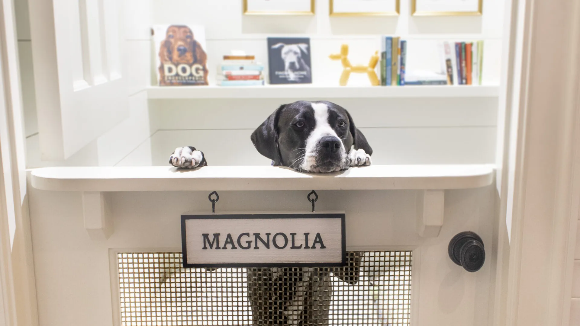 Canine Ambassador maggie
