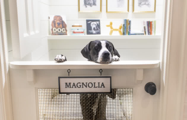 Canine Ambassador maggie