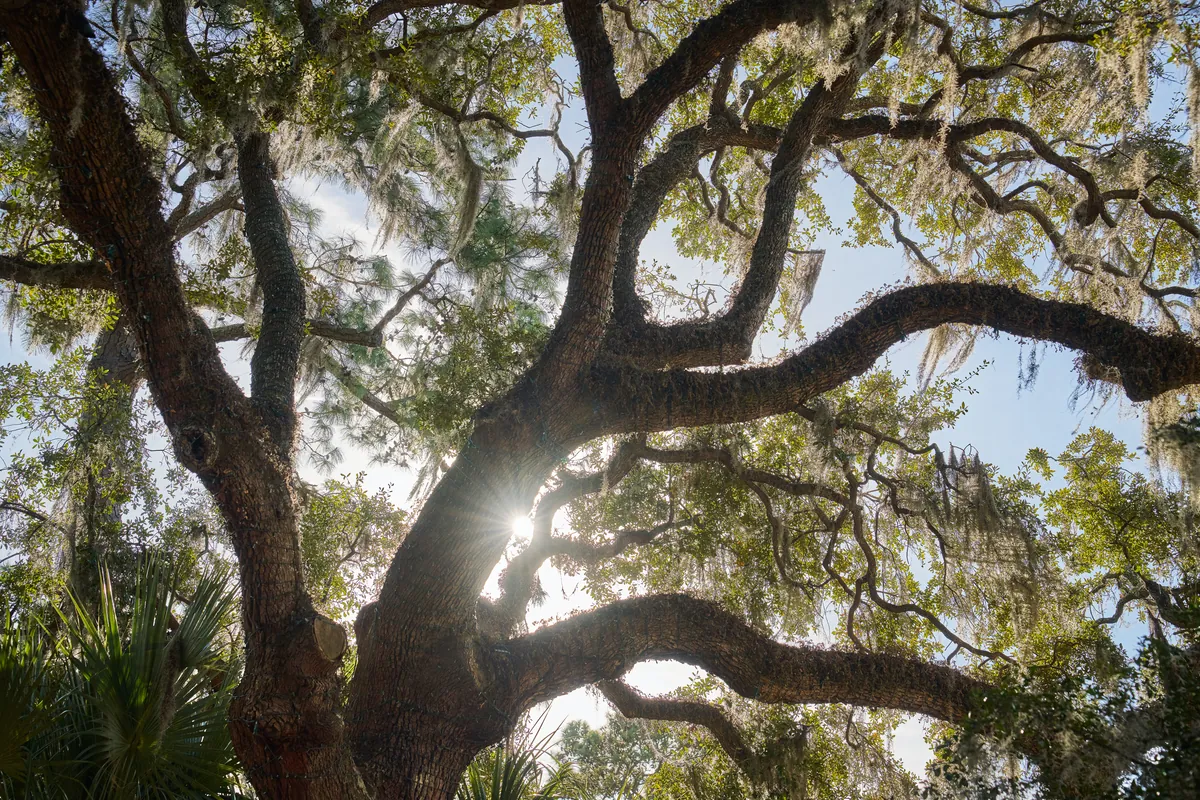 Upwards view of sunlight coming through tree branches